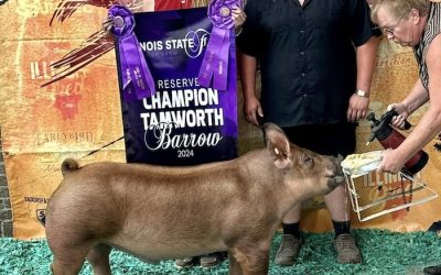 Reserve Champion Tamworth Barrow – 2024 Illinois State Fair Jr Show