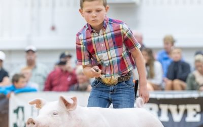 3rd Overall Division 1 Chester Gilt – 2024 The Exposition