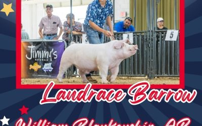 Reserve Champion Landrace Barrow – 2024 TP Junior Classic