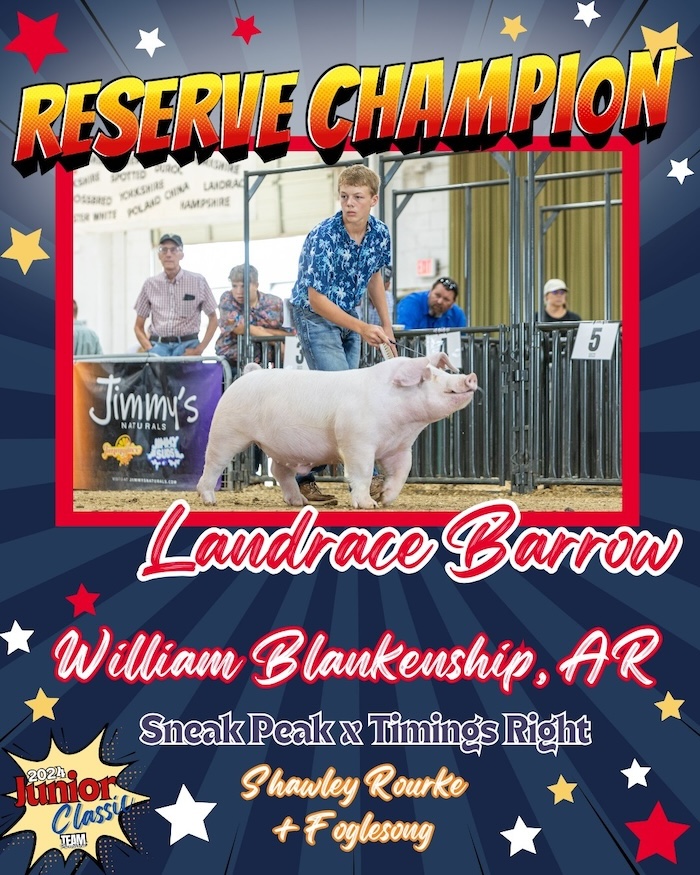 Reserve Champion Landrace Barrow – 2024 TP Junior Classic