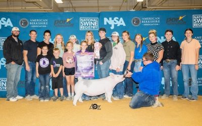 4th Overall Light Crossbred Gilt – 2024 The Exposition