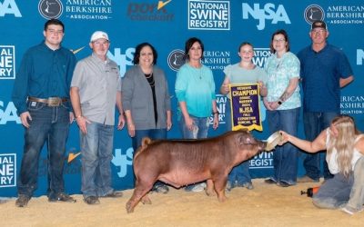 Reserve Champion Duroc Barrow – 2024 NJSA Fall Exposition