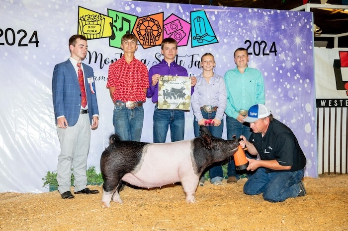 3rd Overall Gilt & 3rd Crossbred – 2024 Montana State Fair