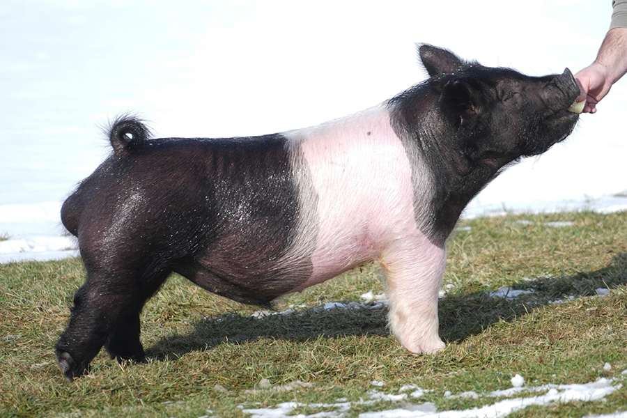 Brute-Force_lg Brute Force