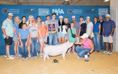 3rd Overall Landrace Gilt – 2024 The Exposition