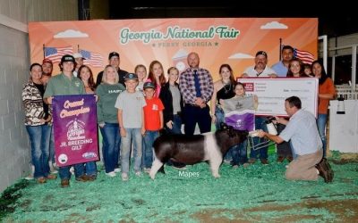 Champion Overall Breeding Gilt & Champion Crossbred – 2024 Georgia National Fair