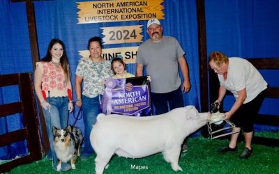 Reserve Champion Landrace Gilt – 2024 NAILE