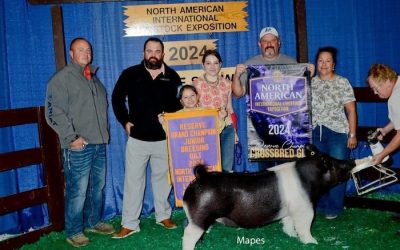 Reserve Overall Gilt & Reserve Champion Crossbred – 2024 NAILE