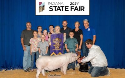 3rd Overall Landrace Barrow – 2024 Indiana State Fair Jr Show