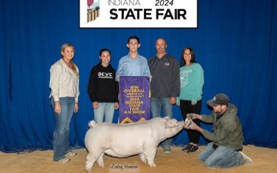 4th Overall Landrace Gilt – 2024 Indiana State Fair Jr Show