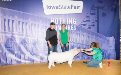 Champion Chester Gilt – 2024 Iowa State Fair 4-H Show