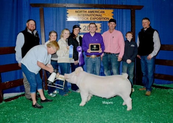 Champion Yorkshire Market Hog – 2024 NAILE