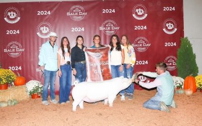Champion Landrace Gilt – 2024 American Royal
