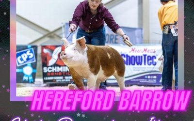 Reserve Champion Hereford Barrow – 2024 TP Music City Drive