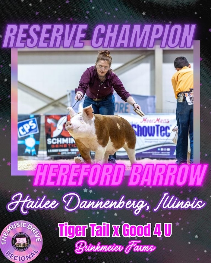 Reserve Champion Hereford Barrow – 2024 TP Music City Drive