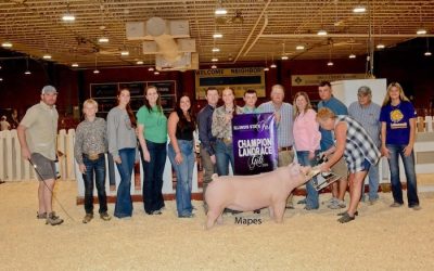 Champion Landrace Gilt – 2024 Illinois State Fair Jr Show