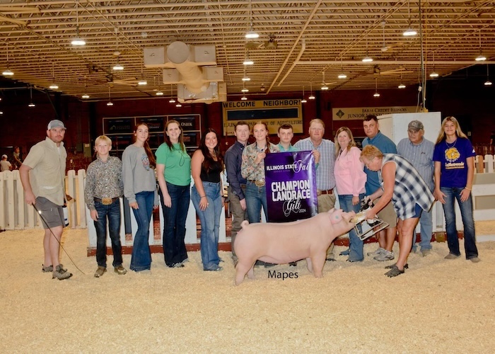 Champion Landrace Gilt – 2024 Illinois State Fair Jr Show