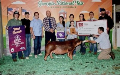 3rd Overall Breeding Gilt & Champion Duroc – 2024 Georgia National Fair