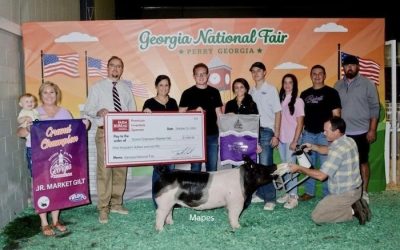 Champion Overall Market Gilt & Champion Crossbred – 2024 Georgia National Fair