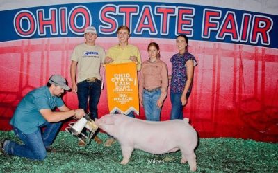 5th Overall Landrace Gilt – 2024 Ohio State Fair Jr Show