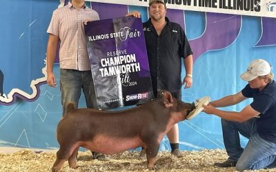 Reserve Champion Tamworth Gilt – 2024 Illinois State Fair Jr Show
