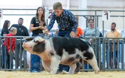 Grand Overall Gilt & Champion Spot – 2024 NJSA Fall Exposition