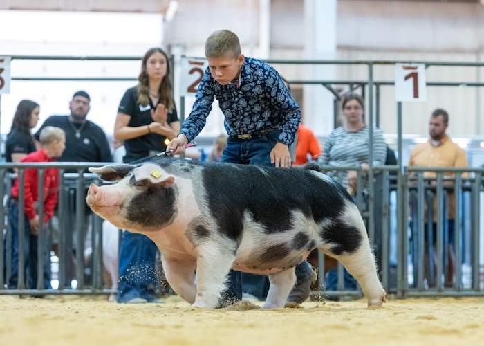 Grand Overall Gilt & Champion Spot – 2024 NJSA Fall Exposition