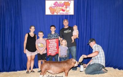 Reserve Champion Hereford Barrow – 2024 Hereford Nationals