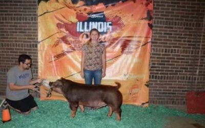 1st Place Duroc Barrow – 2024 Illinois State Fair Jr Show