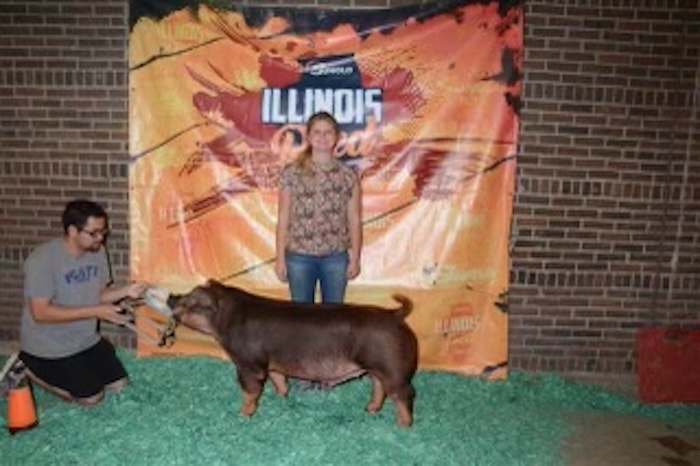 1st Place Duroc Barrow – 2024 Illinois State Fair Jr Show