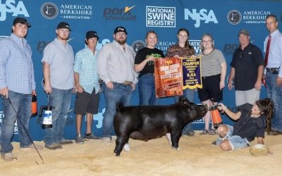 Reserve Champion Dark Crossbred Barrow – 2024 NJSA Fall Exposition