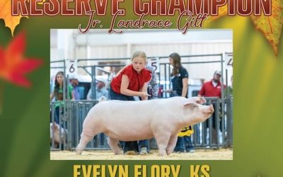 Reserve Champion Landrace Gilt – 2024 NJSA Fall Exposition
