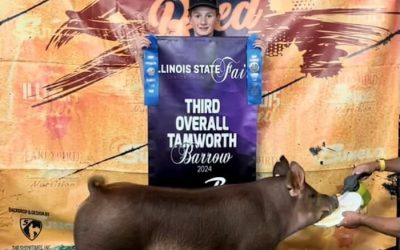3rd Overall Tamworth Barrow – 2024 Illinois State Fair Jr Show