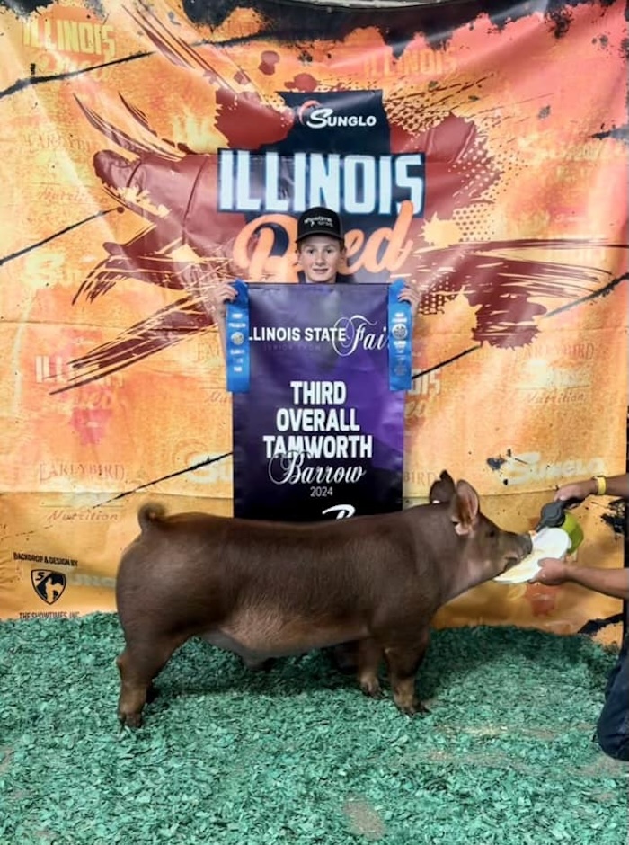 3rd Overall Tamworth Barrow – 2024 Illinois State Fair Jr Show