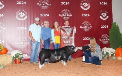 Champion Spot Gilt – 2024 American Royal