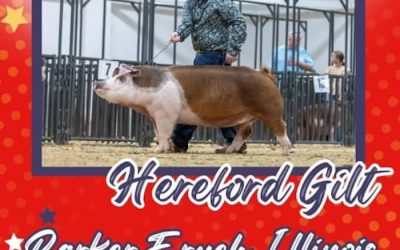 Reserve Champion Hereford Gilt – 2024 TP Junior Classic