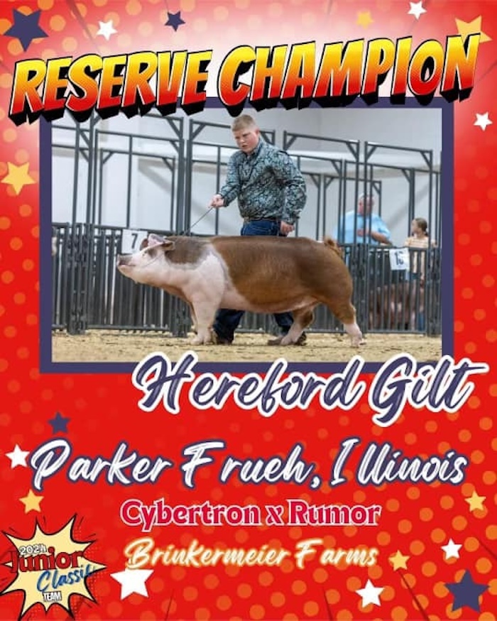 Reserve Champion Hereford Gilt – 2024 TP Junior Classic