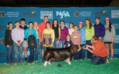 Reserve Champion Berkshire Gilt – 2024 NJSS