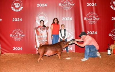 Reserve Champion Duroc Barrow – 2024 American Royal
