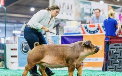1st Place Class 16 Duroc Gilt- 2024 NJSS