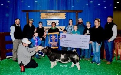 3rd Overall Market Hog & Champion Spot – 2024 NAILE