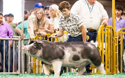3rd Overall Spot Market Hog – 2024 Kentucky State Fair Jr Show