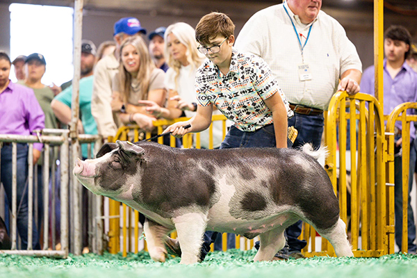3rd Overall Spot Market Hog – 2024 Kentucky State Fair Jr Show
