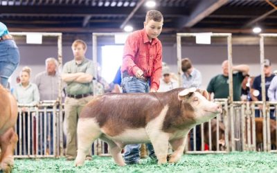 3rd Overall Hereford Market Hog – 2024 Kentucky State Fair Jr Show