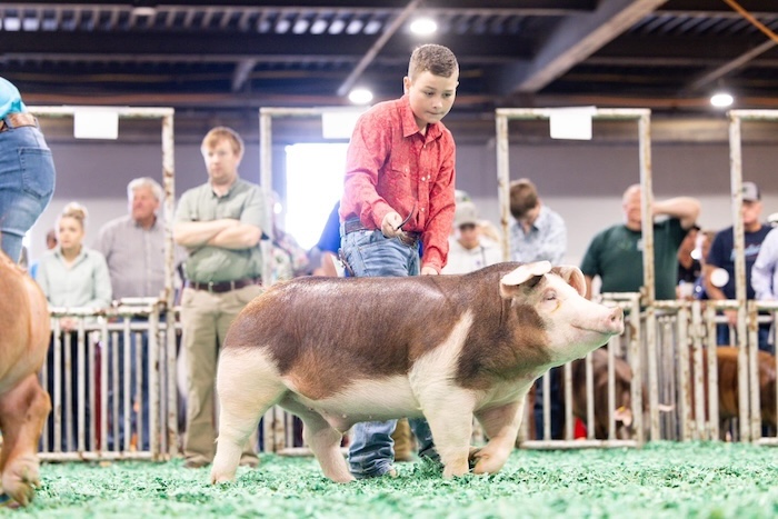 3rd Overall Hereford Market Hog – 2024 Kentucky State Fair Jr Show