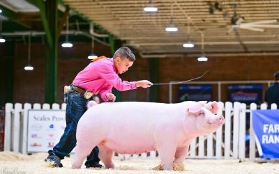 Reserve Champion Landrace Gilt – 2024 Illinois State Fair Jr Show