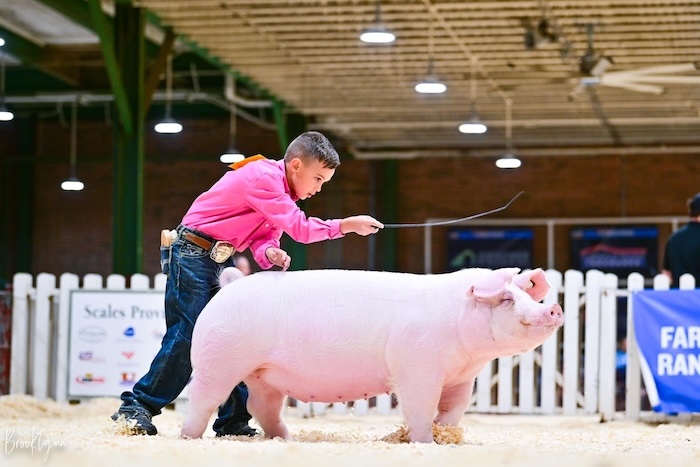 Reserve Champion Landrace Gilt – 2024 Illinois State Fair Jr Show