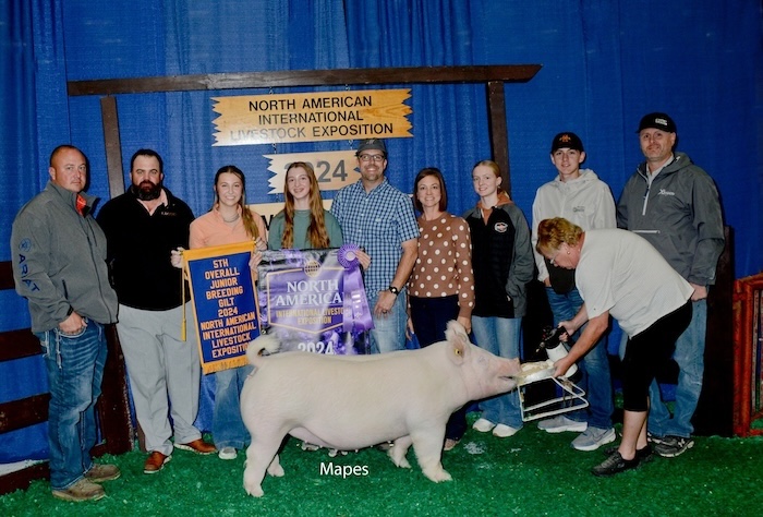 5th Overall Gilt & Champion Yorkshire – 2024 NAILE