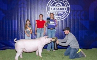 Champion Chester Market Hog – 2024 Kansas State Fair
