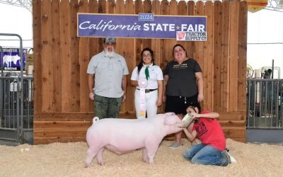 Reserve Champion Chester/Landrace Barrow – 2024 California State Fair